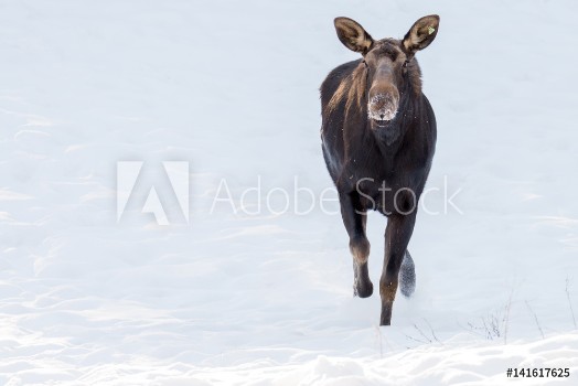 Picture of Moose on the run 